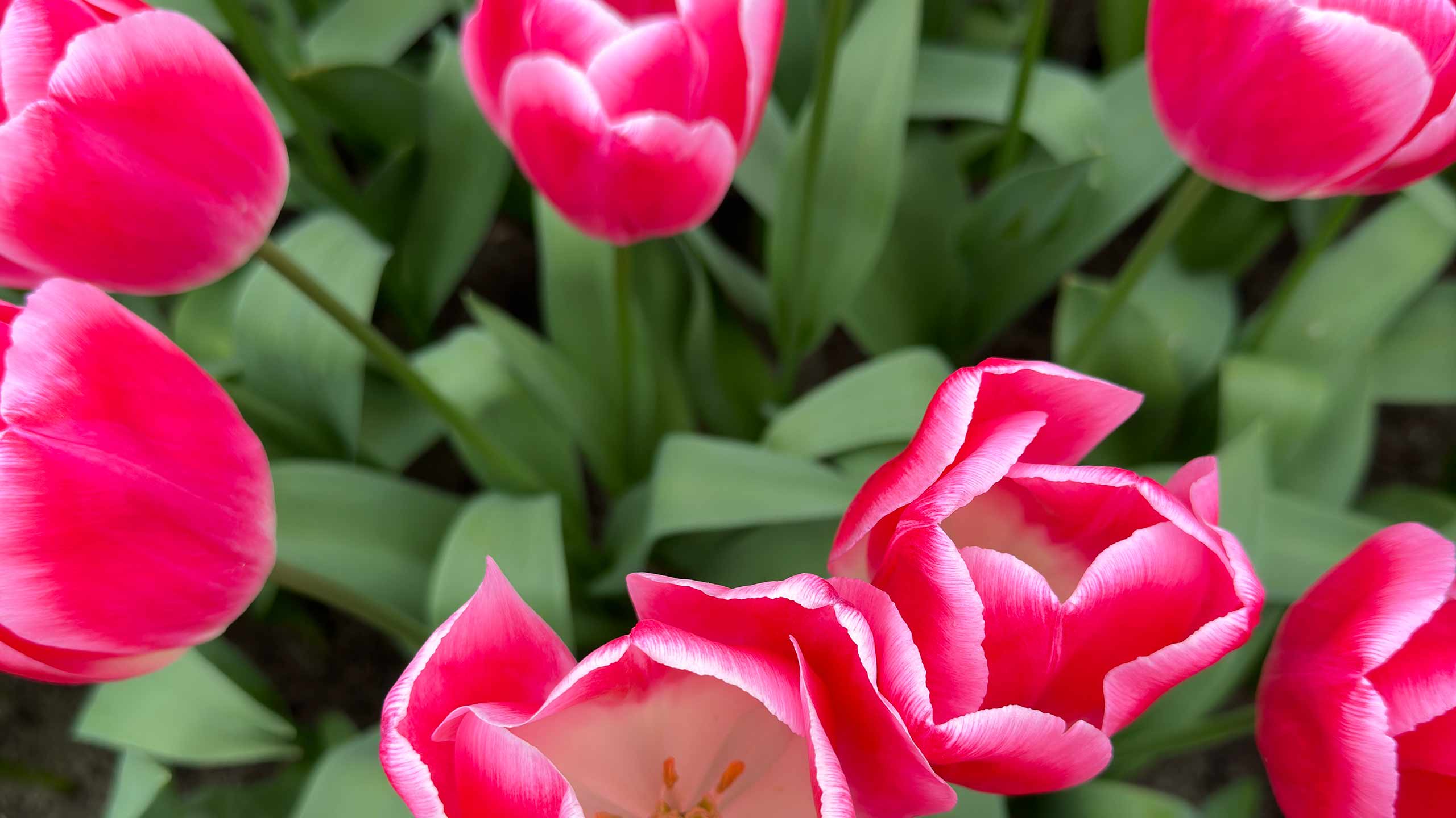 photo of pink tulips